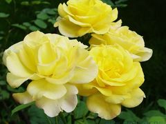 -遵化市禅林寺古银杏风景园