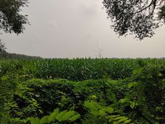 -西青郊野公园