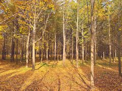 -汉景帝阳陵博物院