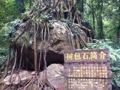 -莫里热带雨林景区