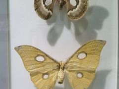 -上海昆虫博物馆