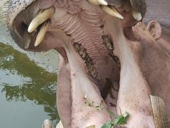 -深圳野生动物园