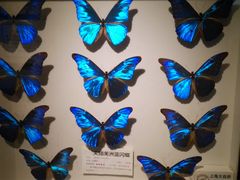 -上海昆虫博物馆