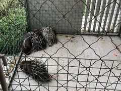 -青枫公园