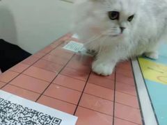 -子乐宠物医院