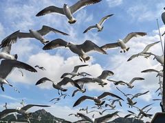 -海驴岛(荣成市)