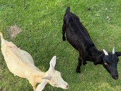 -东南花都花博园