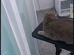 -爱洗澡的猫(望京店)