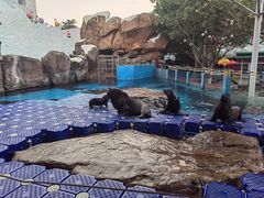 -海合安成都极地海洋公园