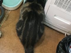 -李小姐の猫咖啡馆(五角场店)