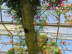 -呀路古热带植物园