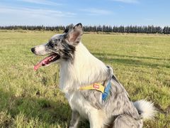 -翊宠yipet猫狗购宠庄园犬舍•猫舍