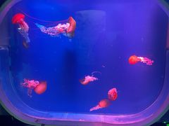 -芜湖新华联大白鲸海洋公园