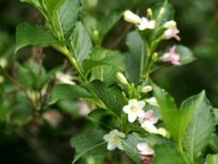 -终南山国家森林公园