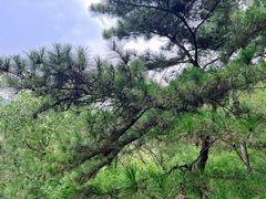 -北京十三陵国家森林公园蟒山景区