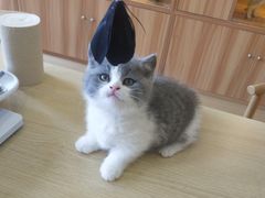 -猫十亿·布偶金渐层·曼基康矮脚猫舍(青年路店)