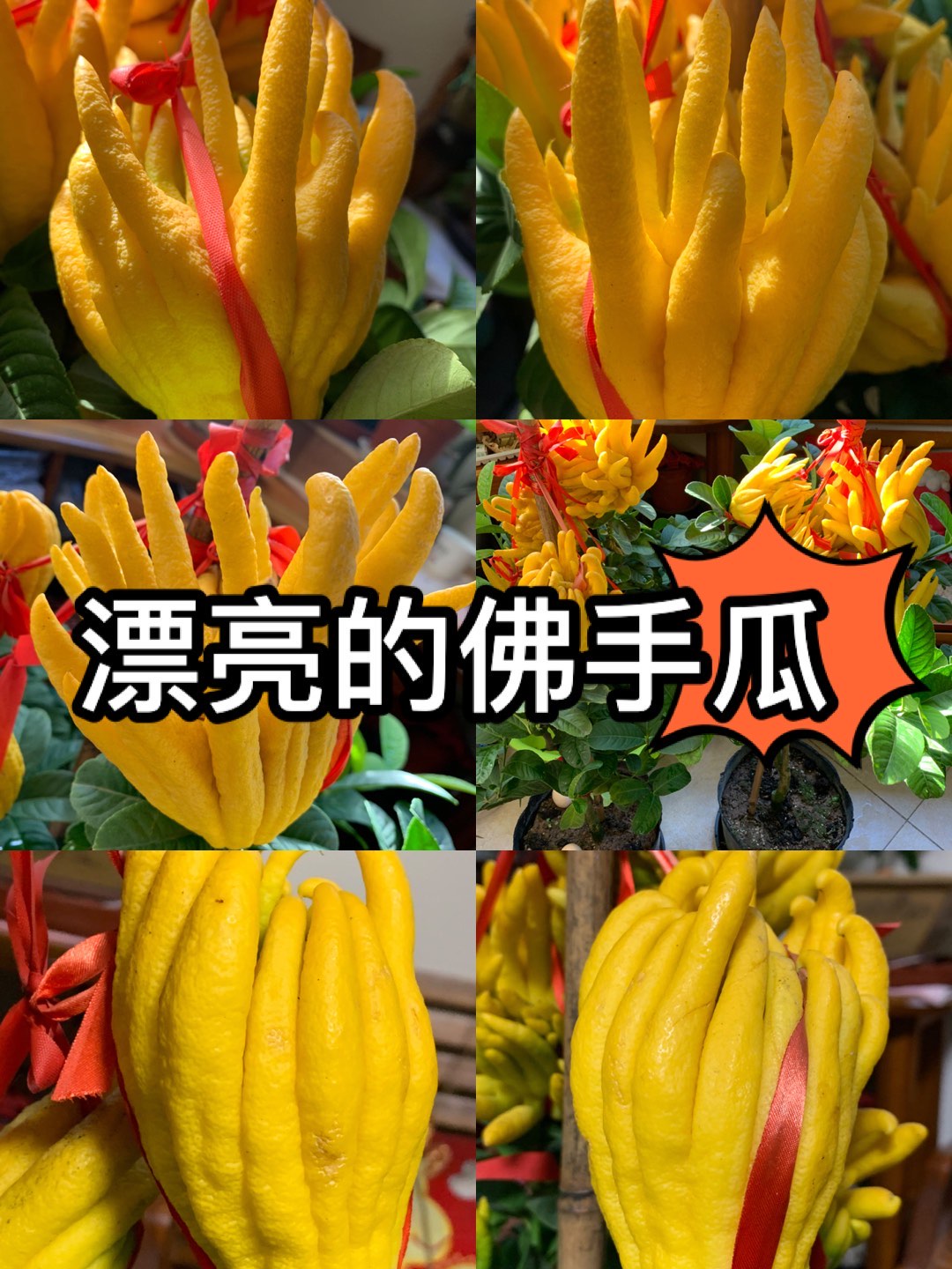 佛手瓜花盆种植方法图片