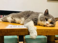 -猫色咖啡·猫咖