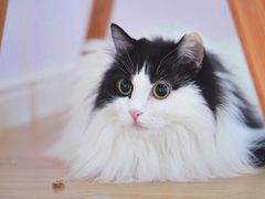 -美联众合宠物医院·爱萌分院·内外科·猫科中心