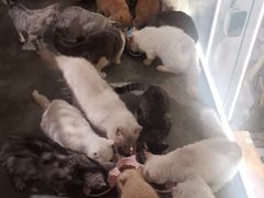 -more than meow吴止猫主题餐厅(承德 中船汇店)