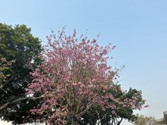 -洲头咀公园