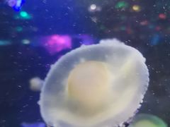 -重庆欢乐海底世界
