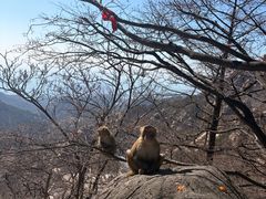 -崂山巨峰游览区