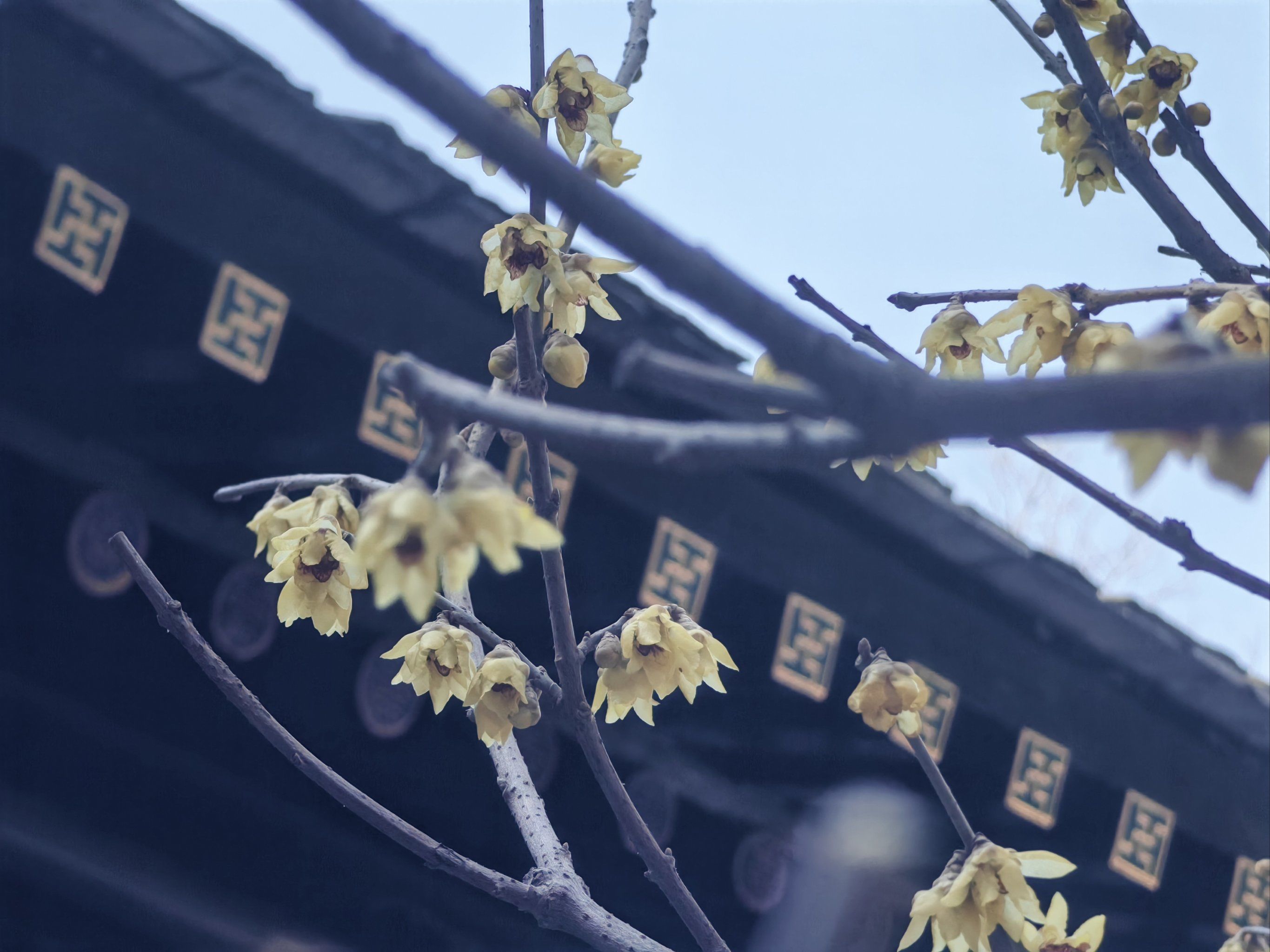 颐和园乐农轩蜡梅