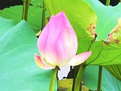 -荔湾湖公园