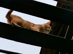 -高荡千年布依古寨旅游景区