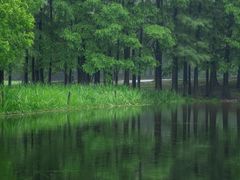 -上海共青森林公园