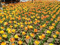 -长春公园(普阳街道)