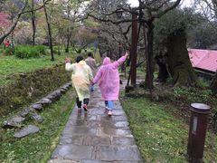 -阿里山神木遗迹