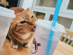 -楼上猫咖(罗湖店)