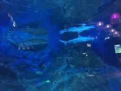 -烟台海昌鲸鲨海洋公园