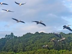 -深圳野生动物园