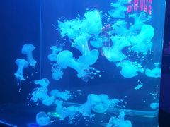 -梦幻海洋王国(吾悦广场张家港店)