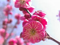 -梅花山(明孝陵内)