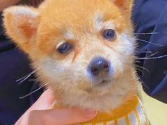 -逗柴咖啡屋·狗咖猫咖宠物桌游