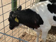 -君乐宝优致牧场