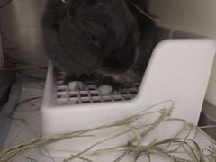 -爱诺耐芙动物医院(万博店)