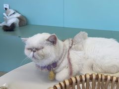 -怪兽屋·羊驼·猫咖·狗咖(俊华广场店)