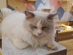 -滚猫咖啡·猫咖·猫友好撸猫(未来城店)
