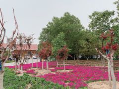 -大兴滨河森林公园