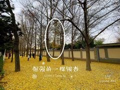 -钓鱼台银杏大道
