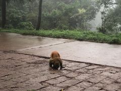 -重庆雨台山风景区