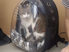 -瑞派康怡24h宠物医院·犬猫医疗中心·微创绝育(瑞景分院)