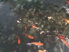 -听松楼·花园酒店·自助餐厅(红梅公园店)