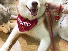 momo-Husky Go! 哈士奇体验馆·宠物咖啡厅狗咖