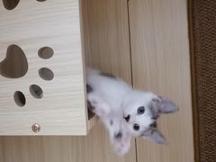 -瑞派福兴宠物医院犬猫全科·骨科·中西医结合(河东店)